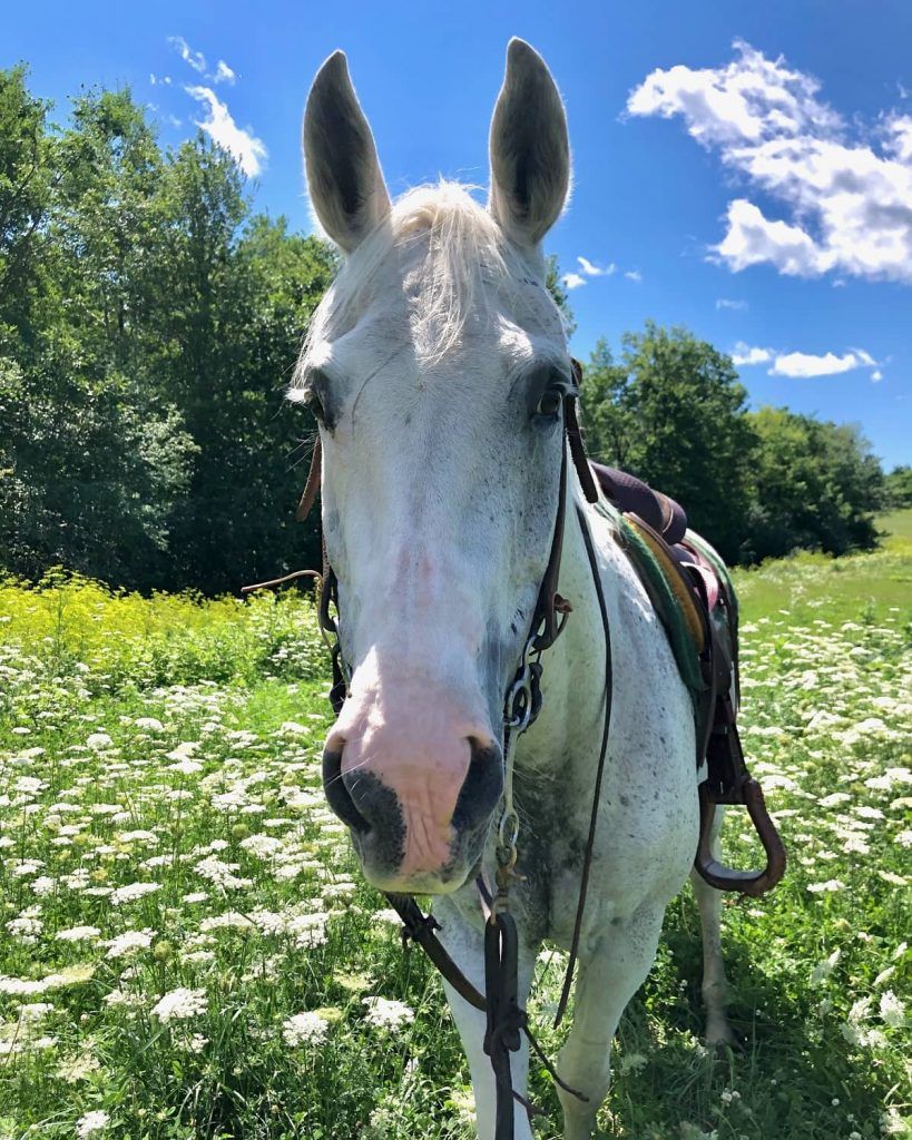 sell your horse in vassalboro, ME